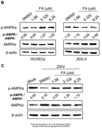 Anti-AMPK alpha 1 (phospho Thr183) + AMPK alpha 2 (phospho Thr172) antibody used in Western Blot (WB). GTX52341