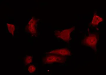Anti-GRF1 (phospho Tyr1105) antibody used in Immunocytochemistry/ Immunofluorescence (ICC/IF). GTX52344