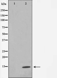 Anti-Histone H4 antibody used in Western Blot (WB). GTX52365