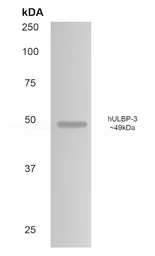 Anti-ULBP3 antibody [6E12] used in Western Blot (WB). GTX53049