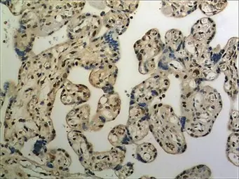 Anti-ULBP3 antibody [6E12] used in IHC (Paraffin sections) (IHC-P). GTX53049
