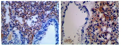 Anti-CD86 antibody [MAB0803] used in IHC (Paraffin sections) (IHC-P). GTX53134