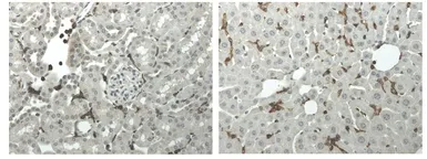 Anti-CD45 antibody [5C16] used in IHC (Paraffin sections) (IHC-P). GTX53147