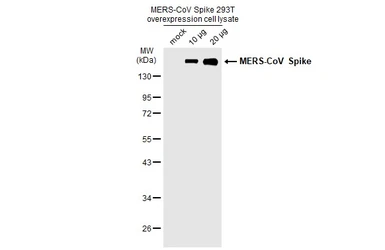 MERS-CoV Spike overexpression 293T whole cell lysate. GTX535667