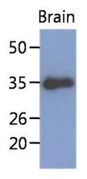 Anti-KLF7 antibody [AT3G3] used in Western Blot (WB). GTX53734