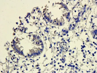 Anti-Mannose Receptor antibody used in IHC (Paraffin sections) (IHC-P). GTX53806