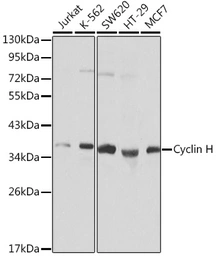 Anti-Cyclin H antibody used in Western Blot (WB). GTX53904