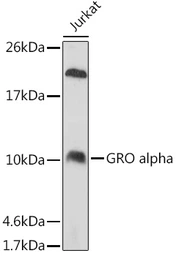 Anti-CXCL1 / GRO alpha antibody used in Western Blot (WB). GTX53966