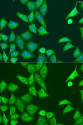Anti-PKR antibody used in Immunocytochemistry/ Immunofluorescence (ICC/IF). GTX53983