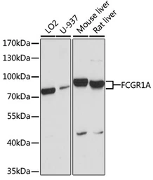 Anti-CD64 antibody used in Western Blot (WB). GTX53995