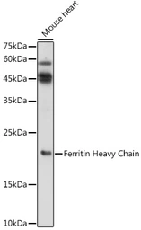 Anti-Ferritin Heavy Chain antibody used in Western Blot (WB). GTX54014