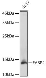 Anti-FABP4 antibody used in Western Blot (WB). GTX54016