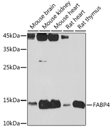 Anti-FABP4 antibody used in Western Blot (WB). GTX54016