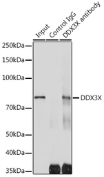 Anti-DDX3 antibody used in Immunoprecipitation (IP). GTX54030