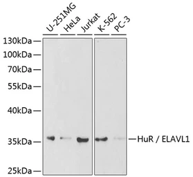 Anti-ELAVL1 / HuR antibody used in Western Blot (WB). GTX54044