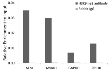 Anti-Histone H3K9me2 (di-methyl Lys9) antibody used in ChIP assay (ChIP assay). GTX54102