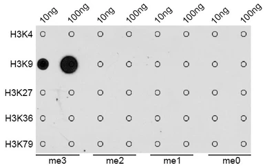 Anti-Histone H3K9me3 (tri-methyl Lys9) antibody used in Dot blot (Dot). GTX54103