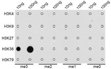 Anti-Histone H3K36me3 (tri-methyl Lys36) antibody used in Dot blot (Dot). GTX54109