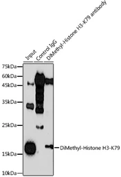 Anti-Histone H3K79me2 (di-methyl Lys79) antibody used in Immunoprecipitation (IP). GTX54110