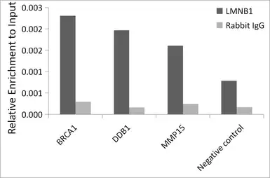 Anti-Lamin B1 antibody used in ChIP assay (ChIP assay). GTX54288