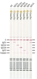 Mouse Monoclonal Antibody IgG Subclass Strip Kit. GTX543056