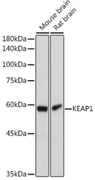 Anti-KEAP1 antibody used in Western Blot (WB). GTX54329