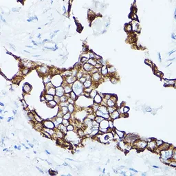 Anti-Cytokeratin 19 antibody used in IHC (Paraffin sections) (IHC-P). GTX54330