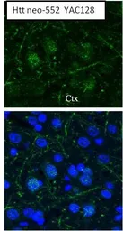Anti-Huntingtin (neoepitope 552) antibody used in IHC (Frozen sections) (IHC-Fr). GTX54521