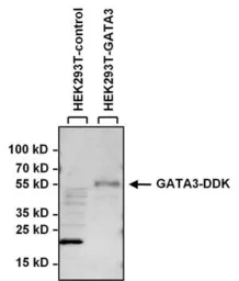 Anti-GATA3 antibody used in Western Blot (WB). GTX54527
