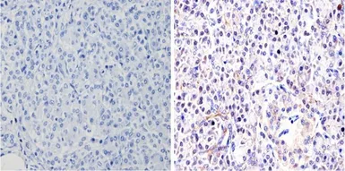 Anti-GATA4 antibody used in IHC (Paraffin sections) (IHC-P). GTX54530