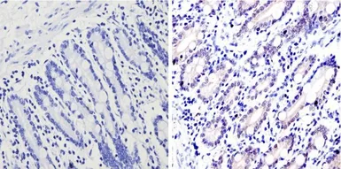 Anti-GATA4 antibody used in IHC (Paraffin sections) (IHC-P). GTX54530