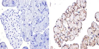 Anti-GATA4 antibody used in IHC (Paraffin sections) (IHC-P). GTX54530