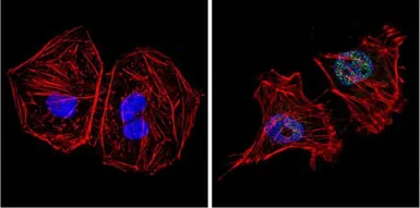 Anti-GATA4 antibody used in Immunocytochemistry/ Immunofluorescence (ICC/IF). GTX54530