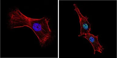Anti-GATA4 antibody used in Immunocytochemistry/ Immunofluorescence (ICC/IF). GTX54530