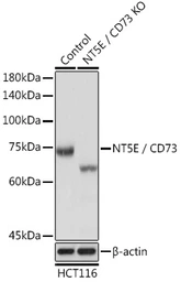Anti-CD73 antibody used in Western Blot (WB). GTX54599