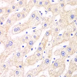 Anti-PSMF1 antibody used in IHC (Paraffin sections) (IHC-P). GTX54613