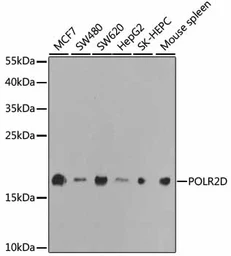 Anti-POLR2D antibody used in Western Blot (WB). GTX54623