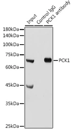Anti-PCK1 antibody used in Immunoprecipitation (IP). GTX54629