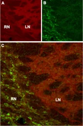 Anti-HCN4 antibody used in IHC (Frozen sections) (IHC-Fr). GTX54825