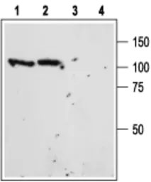 Anti-Sortilin 1 antibody used in Western Blot (WB). GTX54854