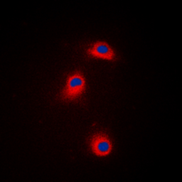 Anti-CaMK1 (phospho Thr177) antibody used in Immunocytochemistry/ Immunofluorescence (ICC/IF). GTX54970