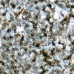 Anti-CBL (phospho Tyr700) antibody used in IHC (Paraffin sections) (IHC-P). GTX55004