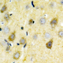 Anti-NMDAR2B (phospho Tyr1336) antibody used in IHC (Paraffin sections) (IHC-P). GTX55068