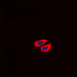 Anti-Collagen VI alpha 2 antibody used in Immunocytochemistry/ Immunofluorescence (ICC/IF). GTX55141