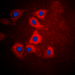 Anti-HEXB antibody used in Immunocytochemistry/ Immunofluorescence (ICC/IF). GTX55224
