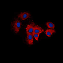 Anti-KDELR2 antibody used in Immunocytochemistry/ Immunofluorescence (ICC/IF). GTX55288
