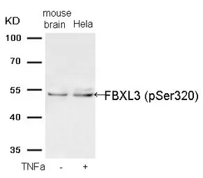 Anti-FBXL3 (phospho Ser320) antibody used in Western Blot (WB). GTX55303