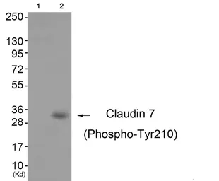 Anti-Claudin 7 (phospho Tyr210) antibody used in Western Blot (WB). GTX55354