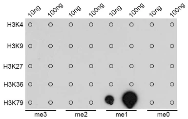 Anti-Histone H3K79me1 (mono-methyl Lys79) antibody used in Dot blot (Dot). GTX55483