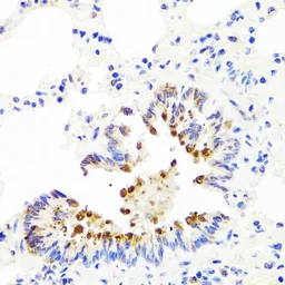 Anti-AMBRA1 antibody used in IHC (Paraffin sections) (IHC-P). GTX55507